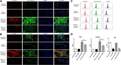 Inflammatory Immune Cytokine TNF-α Modulates Ezrin Protein Activation via FAK/RhoA Signaling Pathway in PMVECs Hyperpermeability